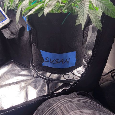 Shango church growlog photo: Gave em a trim they too center heavy
