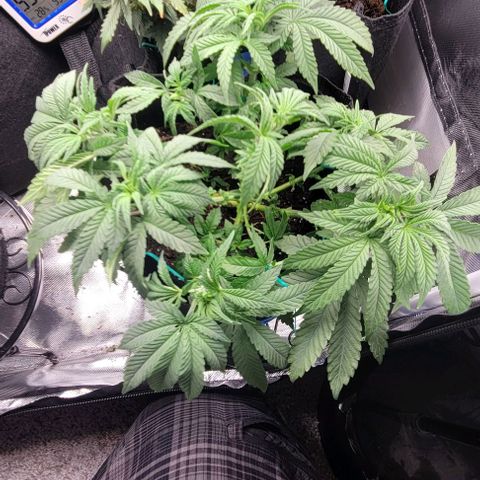 Shango church growlog photo: Gave em a trim they too center heavy