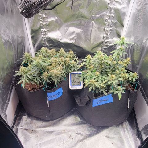 Chocolate mints og auto growlog photo: Wow