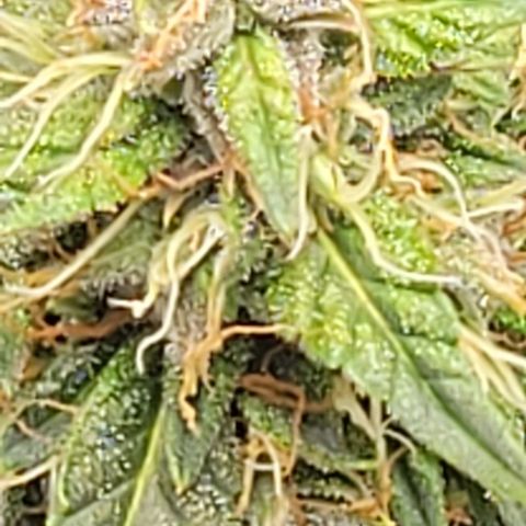 Chocolate mints og auto growlog photo: Wow