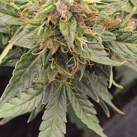 Chocolate mints og auto growlog photo: Wow