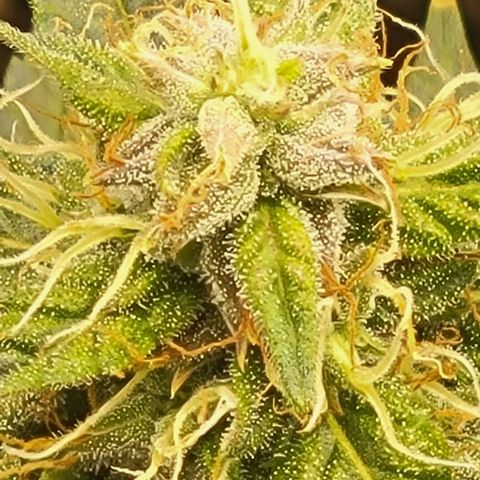 Chocolate mints og auto growlog photo: Wow