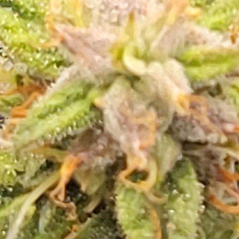 Chocolate mints og auto growlog photo: Wow