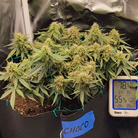 Chocolate mints og auto growlog photo: Wow