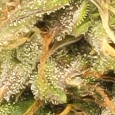 Chocolate mints og auto growlog photo: Wow