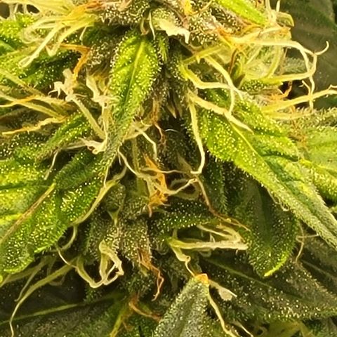 Chocolate mints og auto growlog photo: Wow