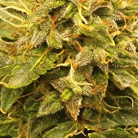 Chocolate mints og auto growlog photo: Wow