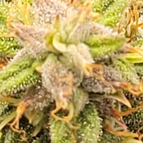 Chocolate mints og auto growlog photo: Wow