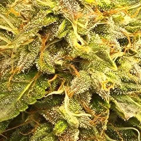 Chocolate mints og auto growlog timeline photo
