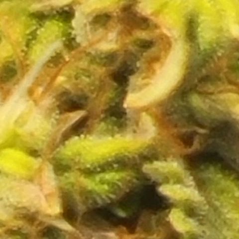 Chocolate mints og auto growlog timeline photo