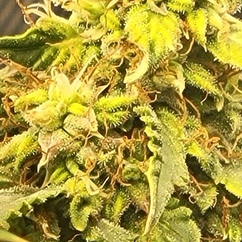 Chocolate mints og auto growlog timeline photo