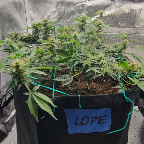 Chocolate mints og auto growlog timeline photo