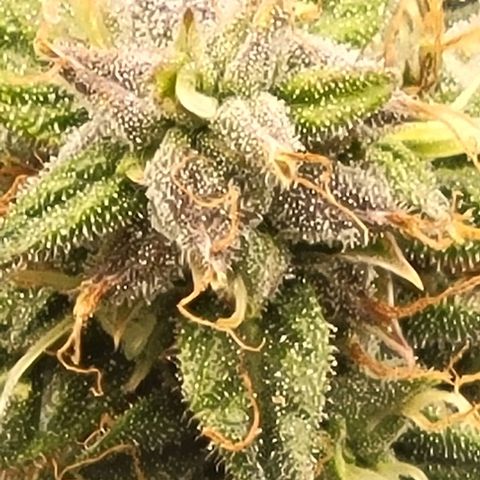 Chocolate mints og auto growlog timeline photo