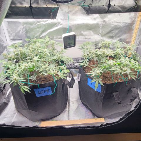 Chocolate mints og auto growlog timeline photo