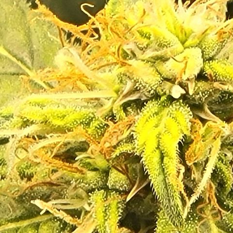 Chocolate mints og auto growlog timeline photo