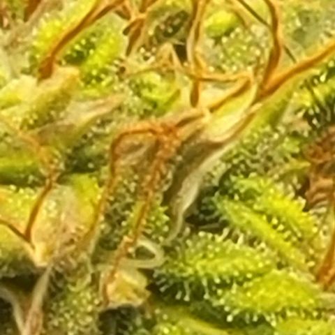 Chocolate mints og auto growlog timeline photo
