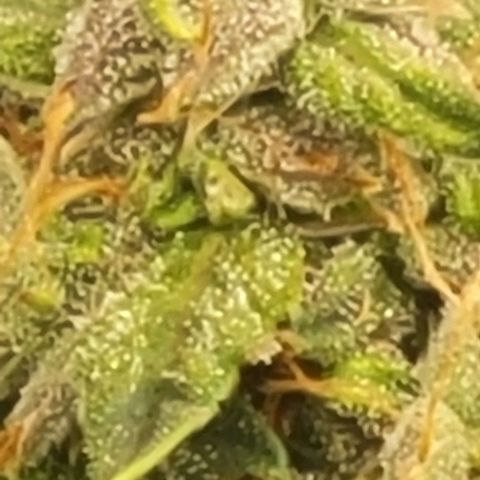Chocolate mints og auto growlog timeline photo