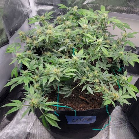 Chocolate mints og auto growlog timeline photo
