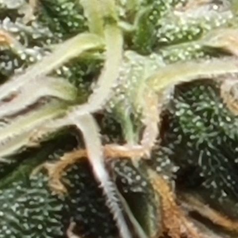 Chocolate mints og auto growlog photo: Wowza