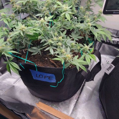 Chocolate mints og auto growlog photo: Wowza