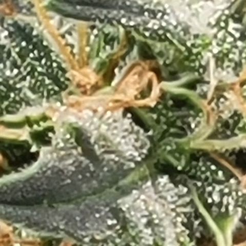 Chocolate mints og auto growlog photo: Wowza