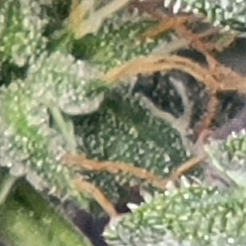 Chocolate mints og auto growlog photo: Wowza
