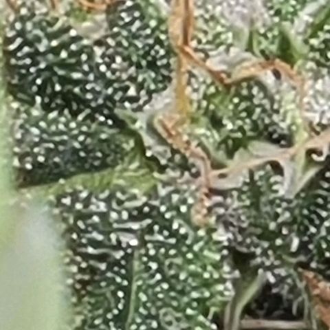 Chocolate mints og auto growlog photo: Wowza