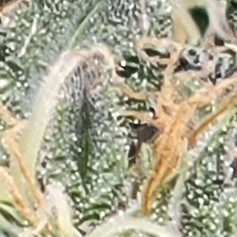 Chocolate mints og auto growlog photo: Wowza