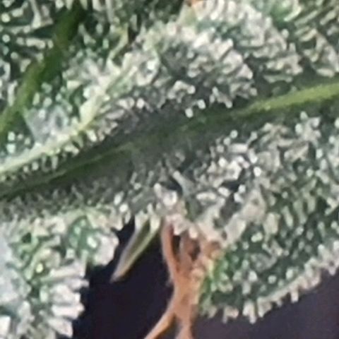 Chocolate mints og auto growlog photo: Wowza
