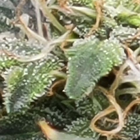 Chocolate mints og auto growlog photo: Man 