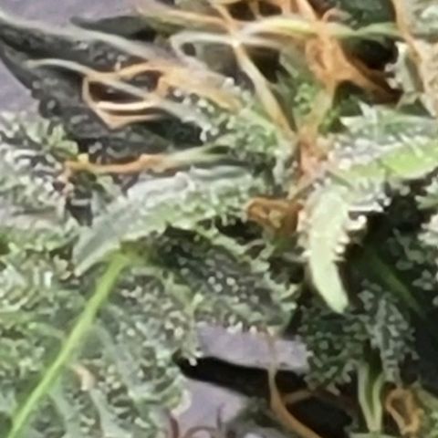 Chocolate mints og auto growlog photo: Man 