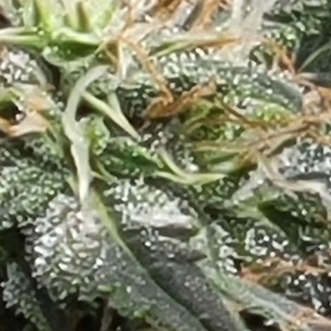 Chocolate mints og auto growlog photo: Man 