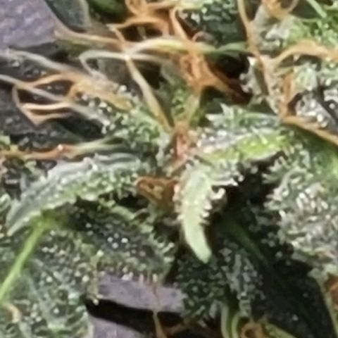 Chocolate mints og auto growlog photo: Man 