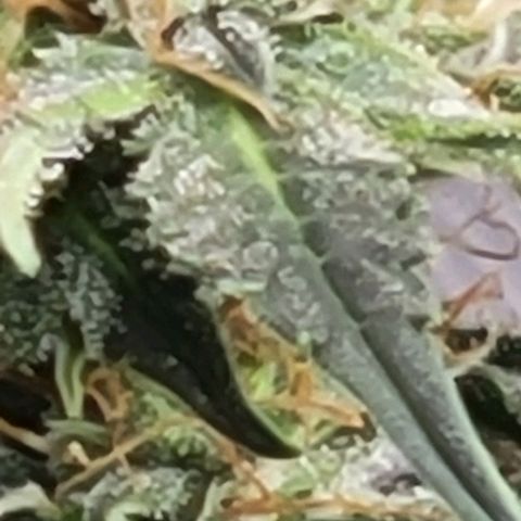 Chocolate mints og auto growlog photo: Man 