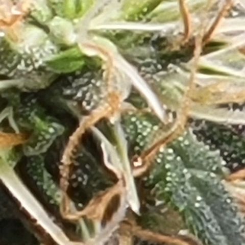 Chocolate mints og auto growlog photo: Man 