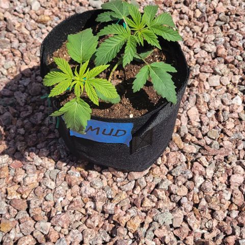 GREAT UNKNOWN  growlog photo: Outdoor mystery 