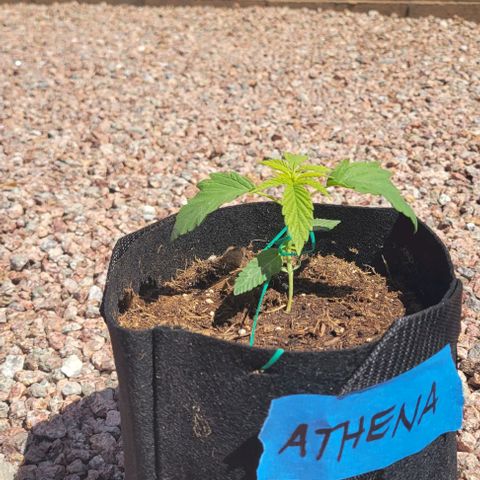 GREAT UNKNOWN  growlog photo: Outdoor mystery 