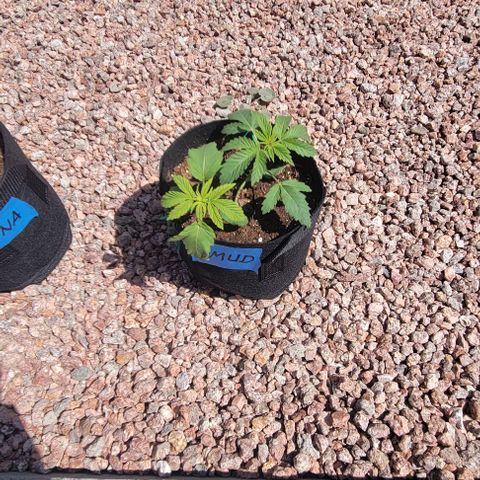 GREAT UNKNOWN  growlog photo: Outdoor mystery 