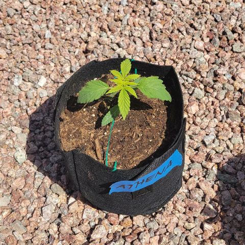 GREAT UNKNOWN  growlog photo: Outdoor mystery 