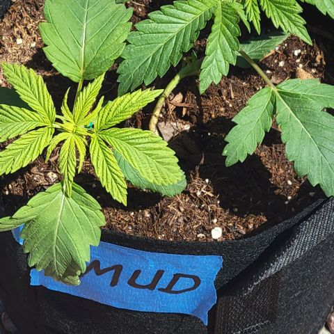 GREAT UNKNOWN  growlog photo: Outdoor mystery 