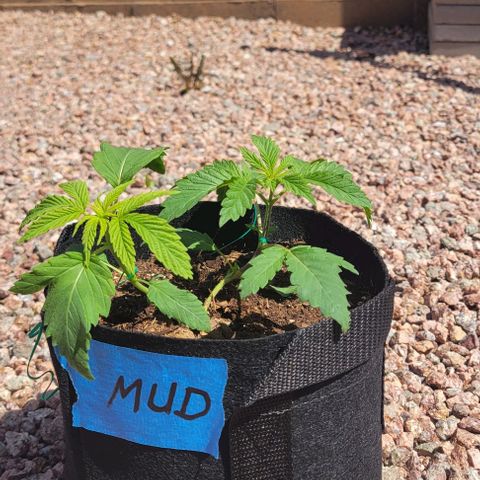 GREAT UNKNOWN  growlog photo: Outdoor mystery 