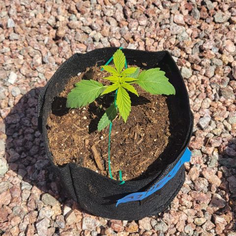 GREAT UNKNOWN  growlog photo: Outdoor mystery 