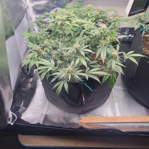 Chocolate mints og auto growlog timeline photo