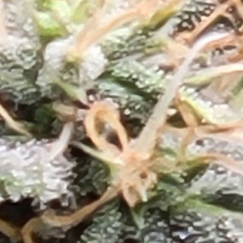 Chocolate mints og auto growlog timeline photo