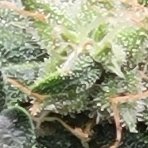 Chocolate mints og auto growlog timeline photo