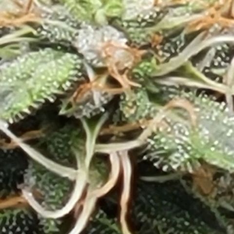 Chocolate mints og auto growlog timeline photo