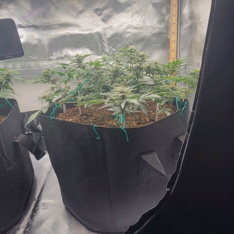Chocolate mints og auto growlog timeline photo