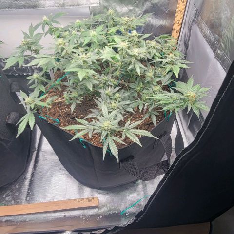 Chocolate mints og auto growlog timeline photo
