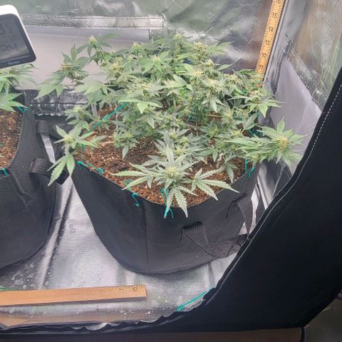 Chocolate mints og auto growlog timeline photo