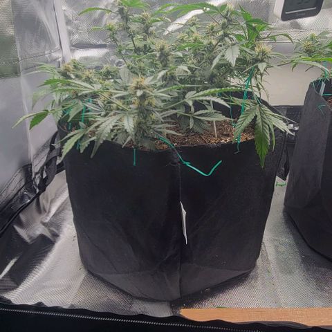 Chocolate mints og auto growlog timeline photo